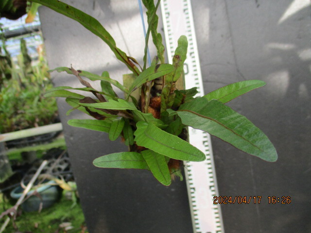 Aglaomorpha coronanska Zari sida.. seedling 