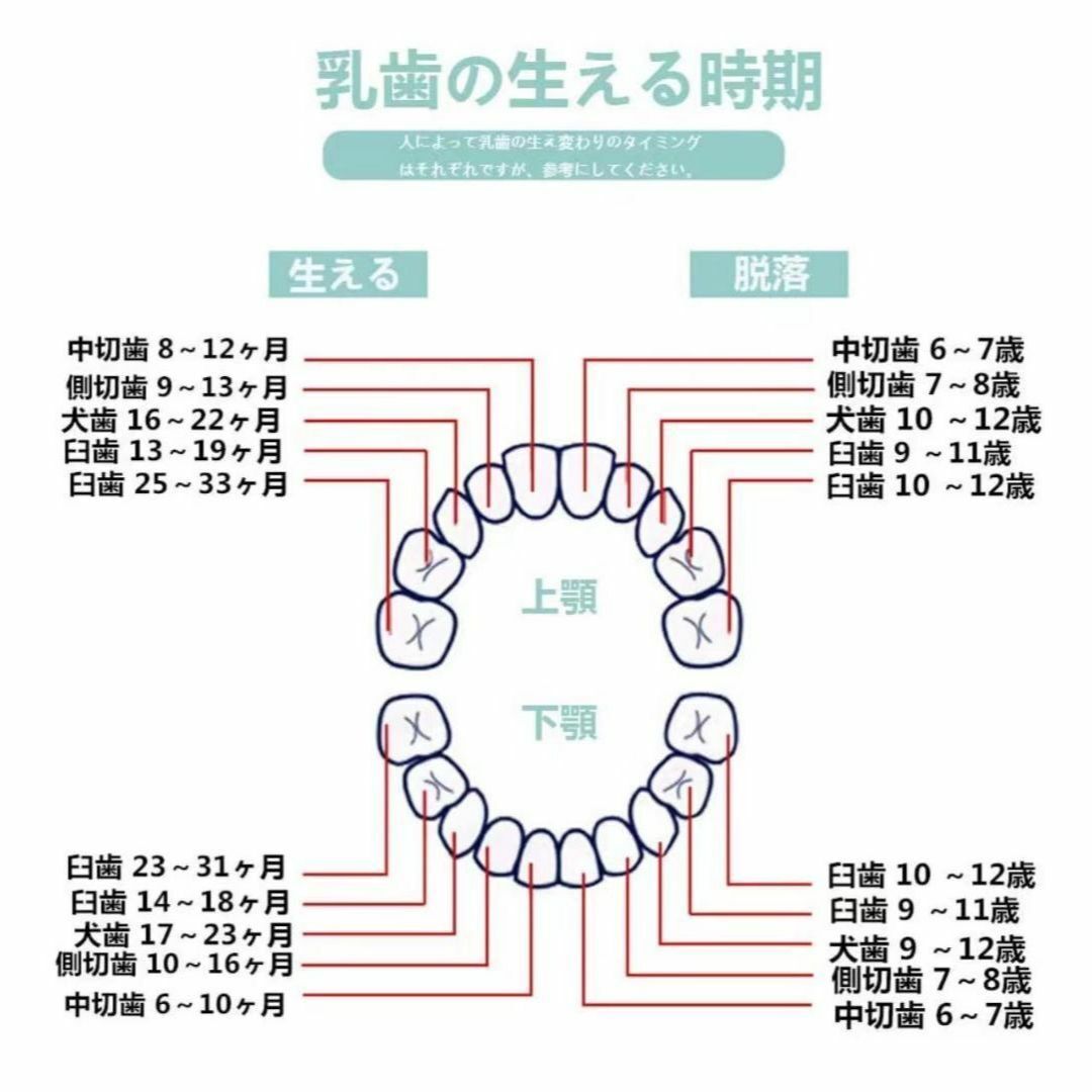 女の子 男の子 乳歯ケース 乳歯入れ 乳歯ボックス 出産祝い 日本語表 保管の画像8