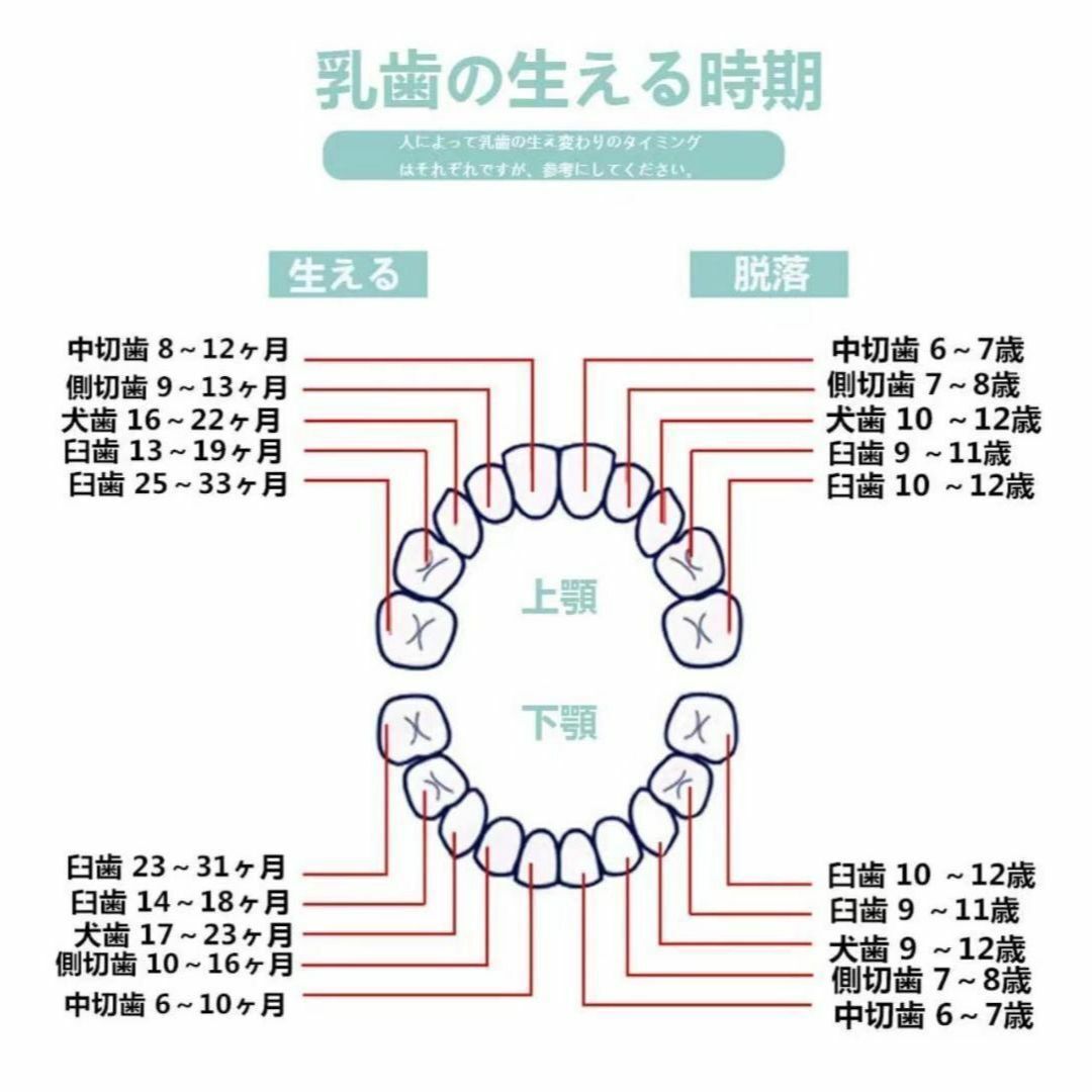2点セット 乳歯ケース 乳歯入れ 乳歯ボックス 出産祝い 日本語表 保管の画像8