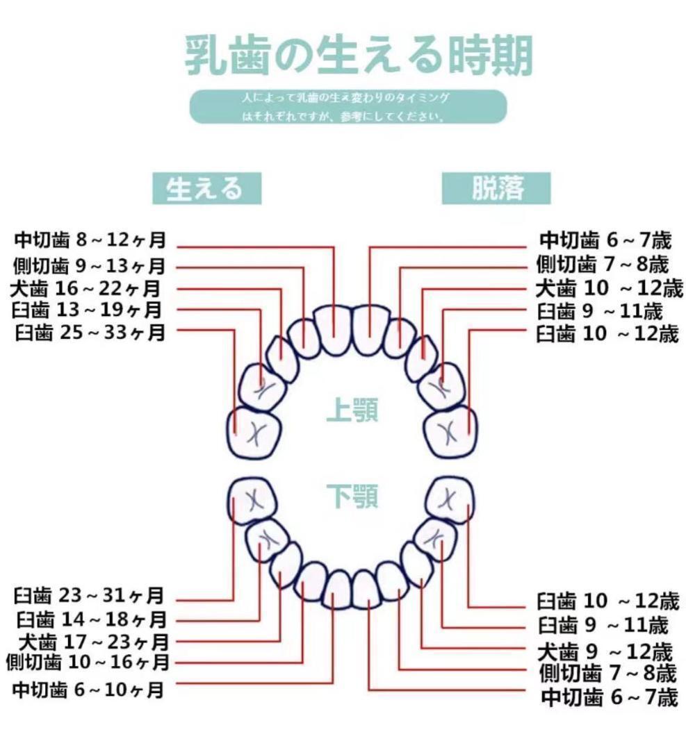 女の子 男の子 乳歯ケース 乳歯入れ 乳歯ボックス 出産祝い 日本語表 保管の画像8