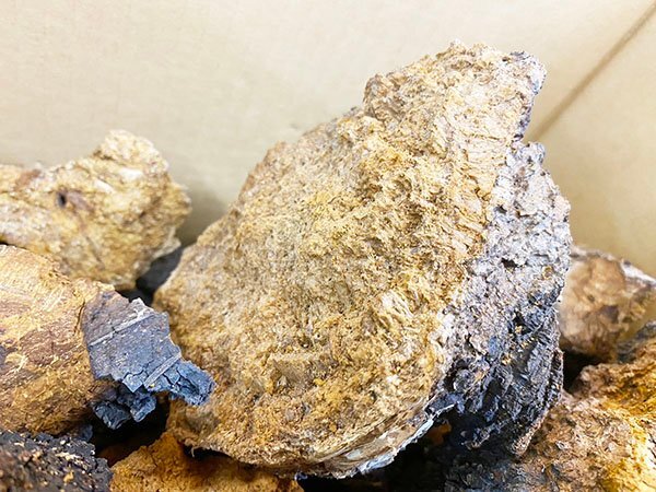 カバノアナタケ 約8.0kg ■ 健康茶 チャーガ茶 アナタケ 小割含む 大小様々 札幌発 ②の画像5