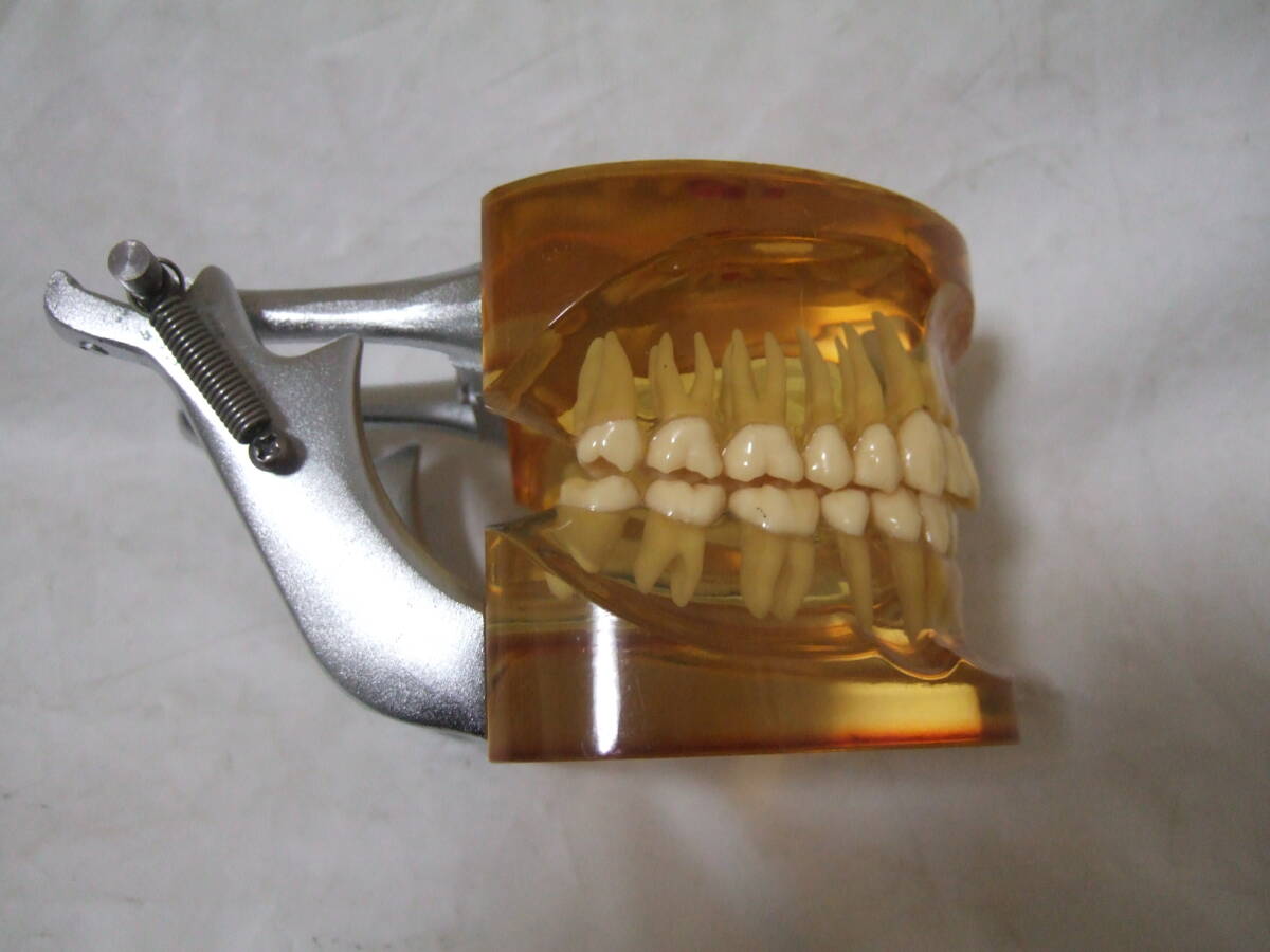 スケルトン 透明 顎 歯 歯科 疾患模型 100M_画像8