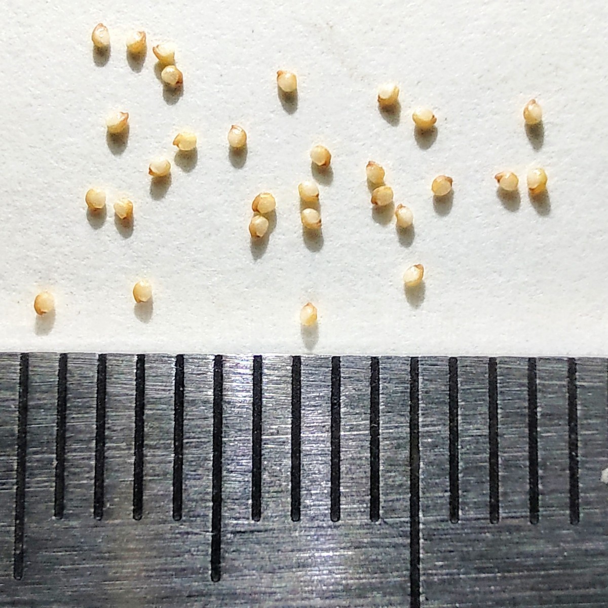 【自家採種“種子”/30粒】Fenestraria aurantiaca (PV 661)/フェネストラリア・アウランティアカ/五十鈴玉//多肉植物/メセン_お送りする種子のイメージ