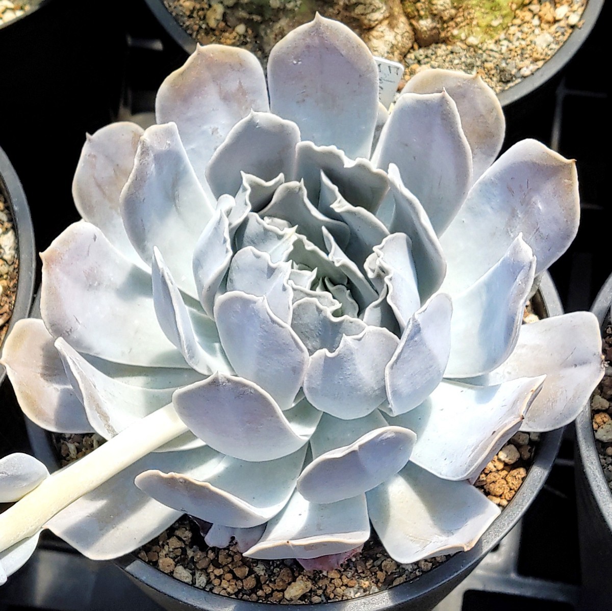 【自家採種“種子”/30粒】Echeveria runyonii (San Carlos, Tamaulipas)/エケベリア・ルンヨニー//多肉植物の画像1