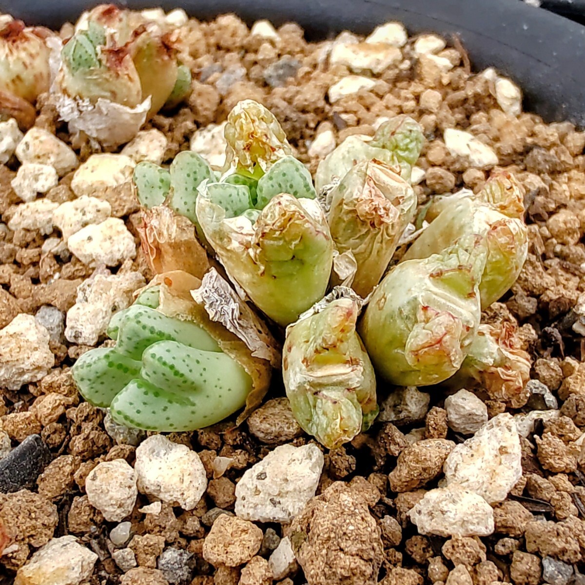 【自家採種“種子”/15粒】Conophytum tantillum subsp. eenkokerense (SB 1191)/コノフィツム・エエンコケレンセ//多肉植物/メセンの画像1