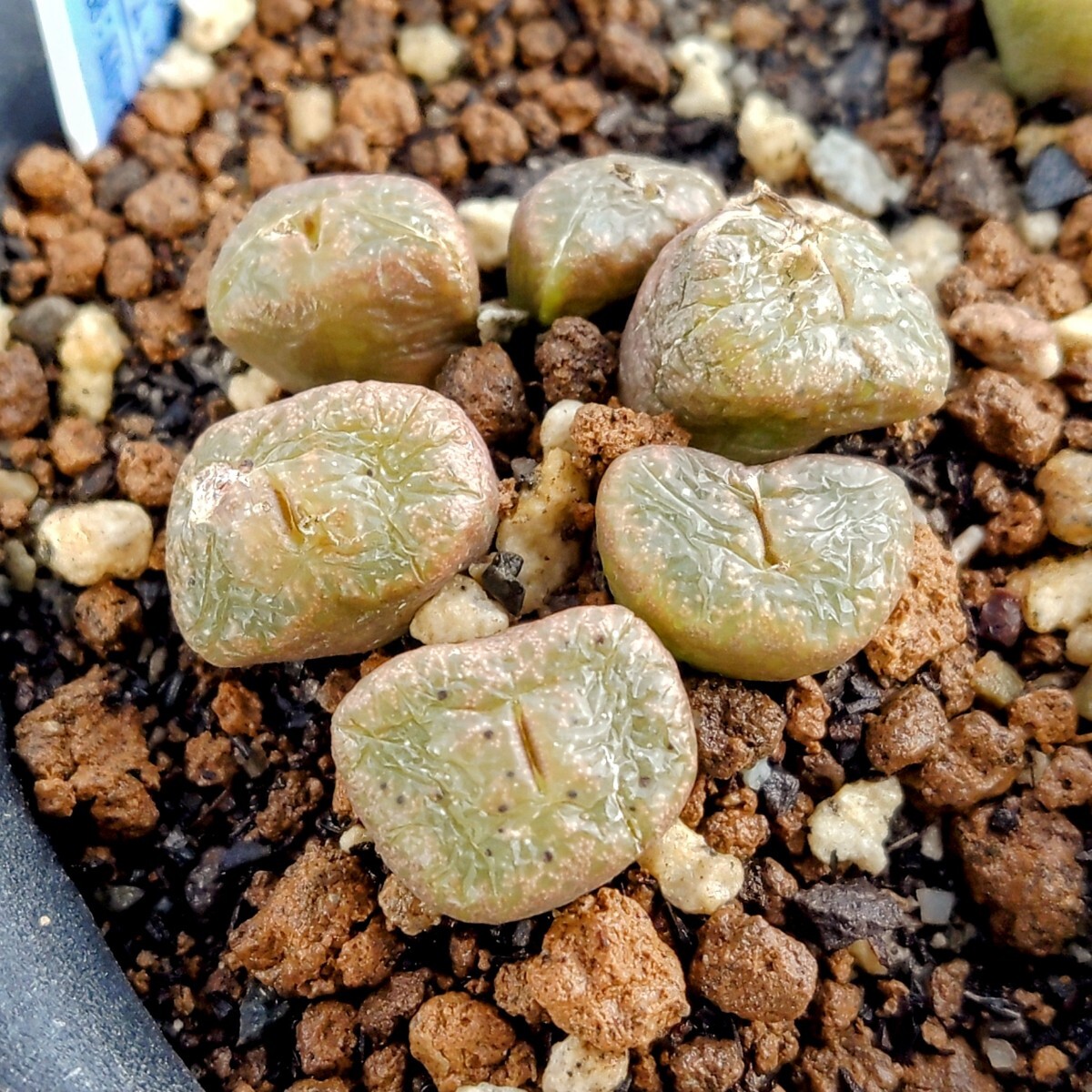 【自家採種“種子”/20粒】Conophytum pellucidum subsp. cupreatum (SB 888)/コノフィツム・クプレアツム//多肉植物/メセン_株姿