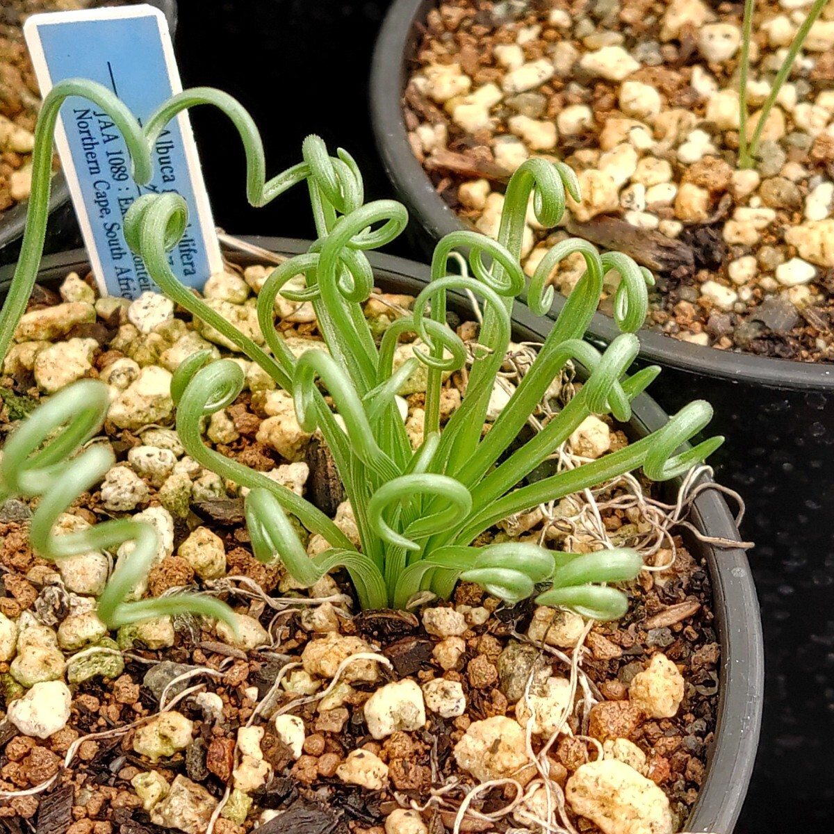 【自家採種“種子”/15粒】Albuca glandulifera (JAA 1089)/アルブカ・グランドゥリフェラ//多肉植物の画像1