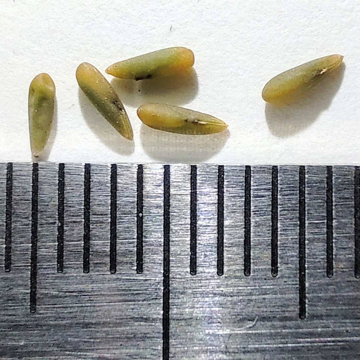 【自家採種“種子”/5粒】Pelargonium parviflorum (JAA 2327)/ペラルゴニウム・パルビフロルム//多肉植物の画像2