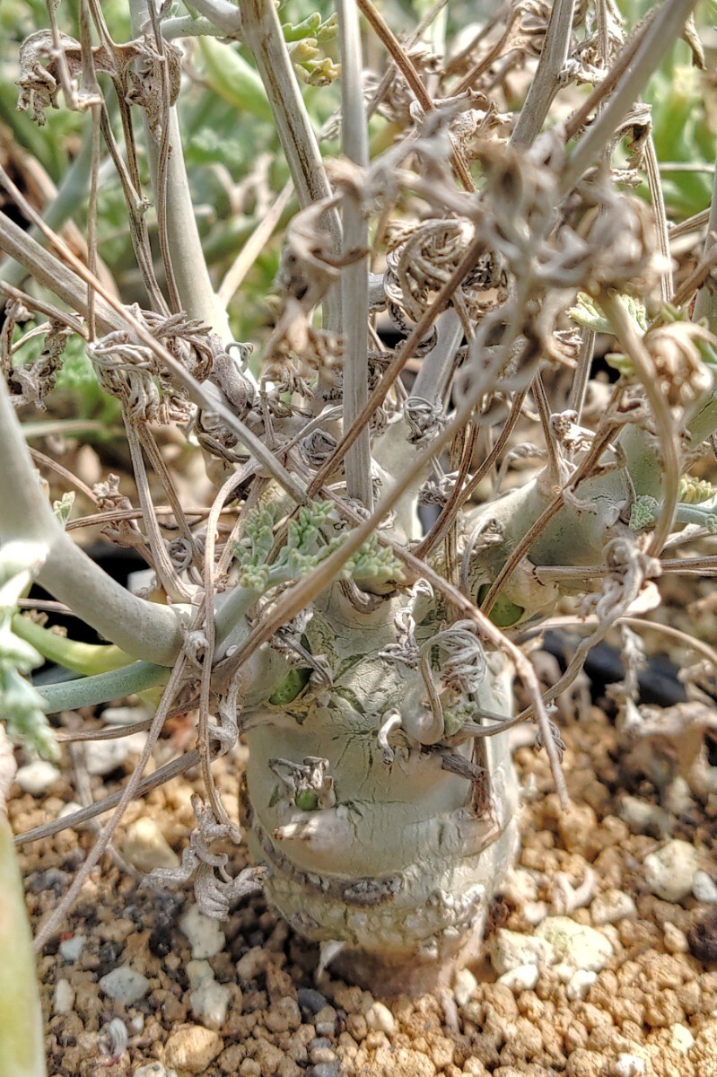 【自家採種“種子”/5粒】Pelargonium parviflorum (JAA 2327)/ペラルゴニウム・パルビフロルム//多肉植物_太い枝