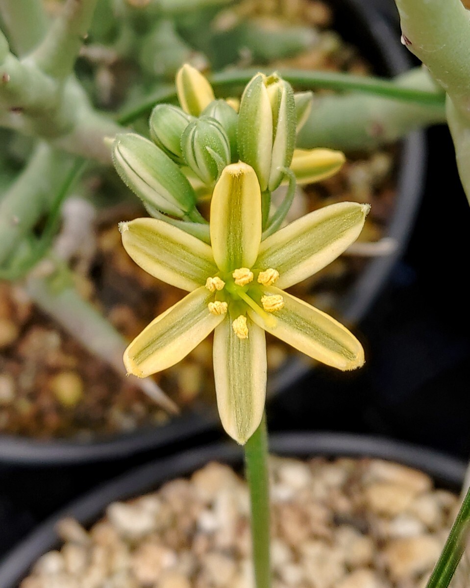 【自家採種“種子”/15粒】Albuca glandulifera (JAA 1089)/アルブカ・グランドゥリフェラ//多肉植物の画像3