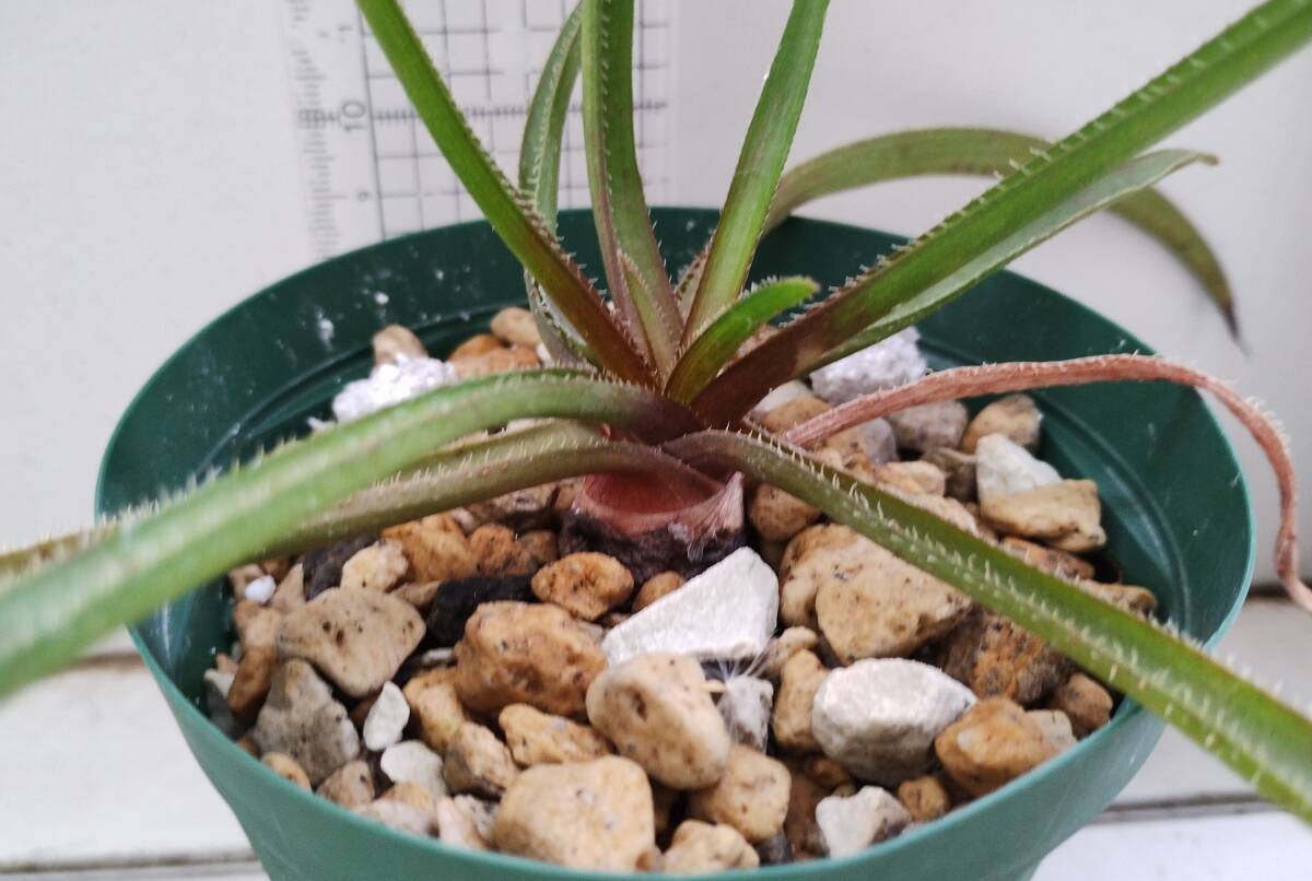 Aloe richardsiae 'setosa' ES21625 W. Namanyere　原種 グラスアロエ 球根アロエ リカルドシアエ セトーサ 多肉植物_画像6