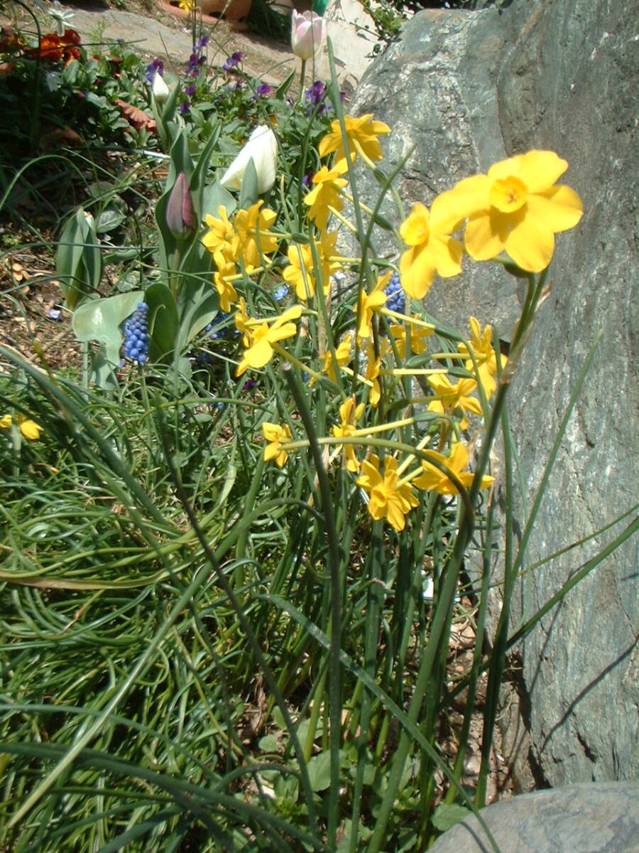 糸水仙　におい水仙　芳香　１０個　花芽確認　_画像2