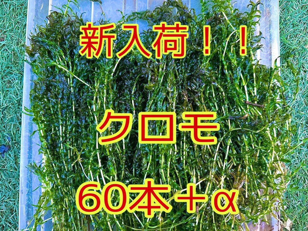 ☆ポストにお届け クロモ 約20cm 60本＋α アクアリウム ビオトープ メダカ ザリガニ 餌 水草 熱帯魚の画像1