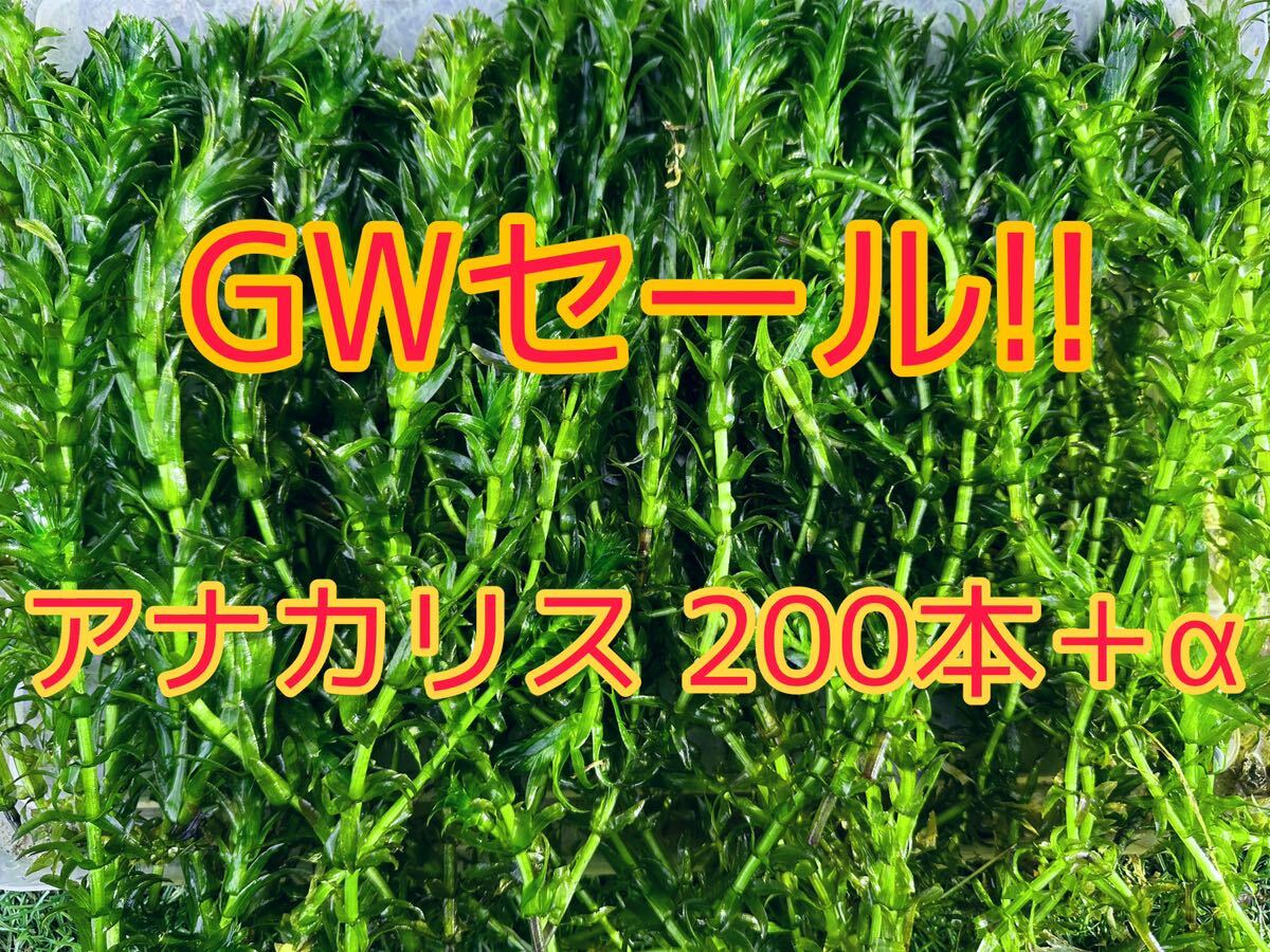 ★GW特別価格!! アナカリス（オオカナダモ）約20cm 200本＋α メダカ ザリガニ 水草 アクアリウム 餌 ビオトープ_画像1