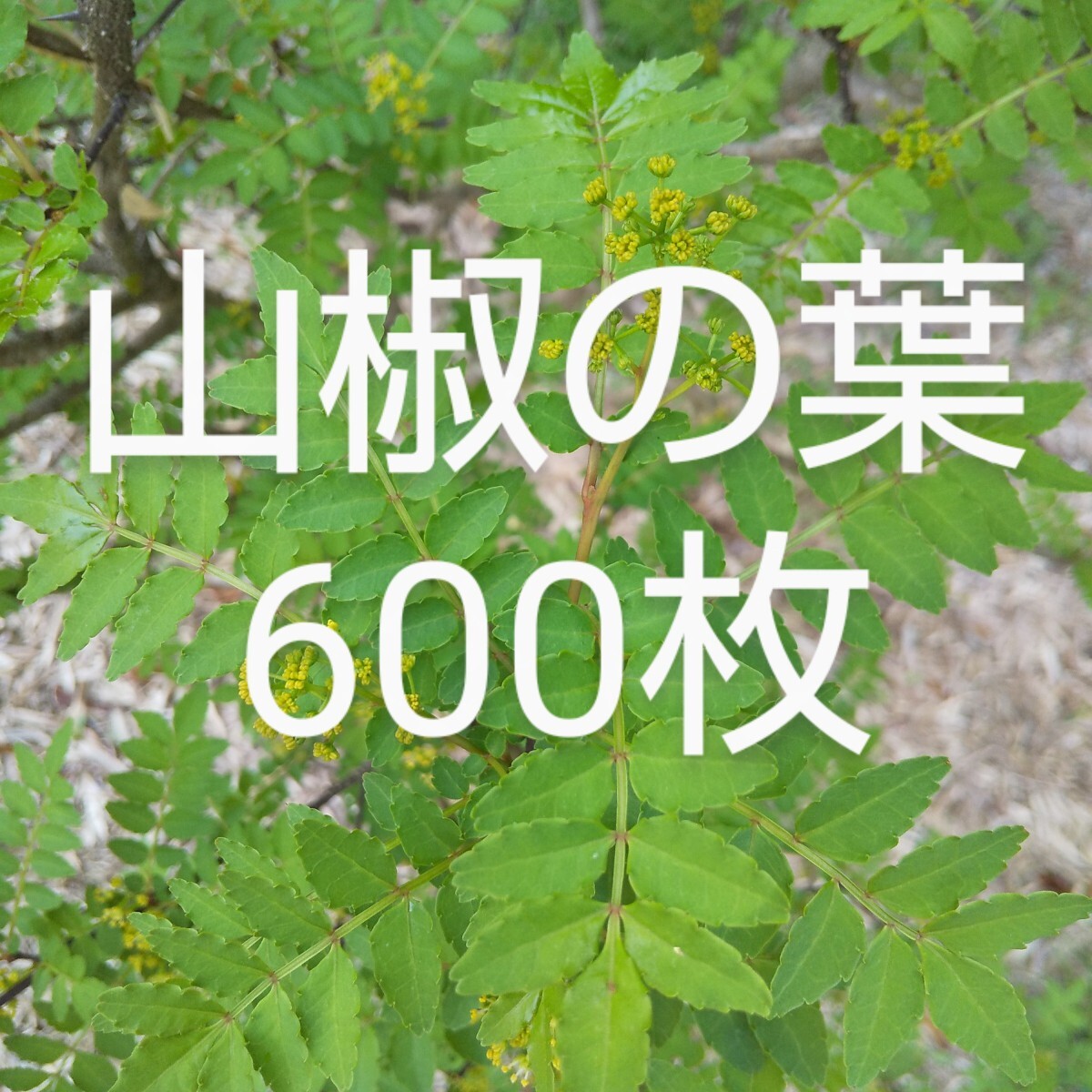 山椒の葉 600枚 新鮮 農薬不使用　天然物_画像1