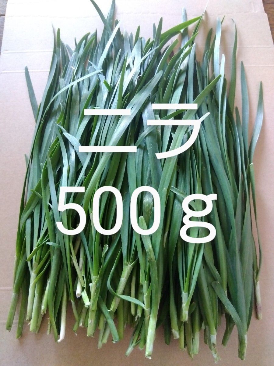 1 number garlic chive approximately 500g fresh pesticide un- use natural thing 