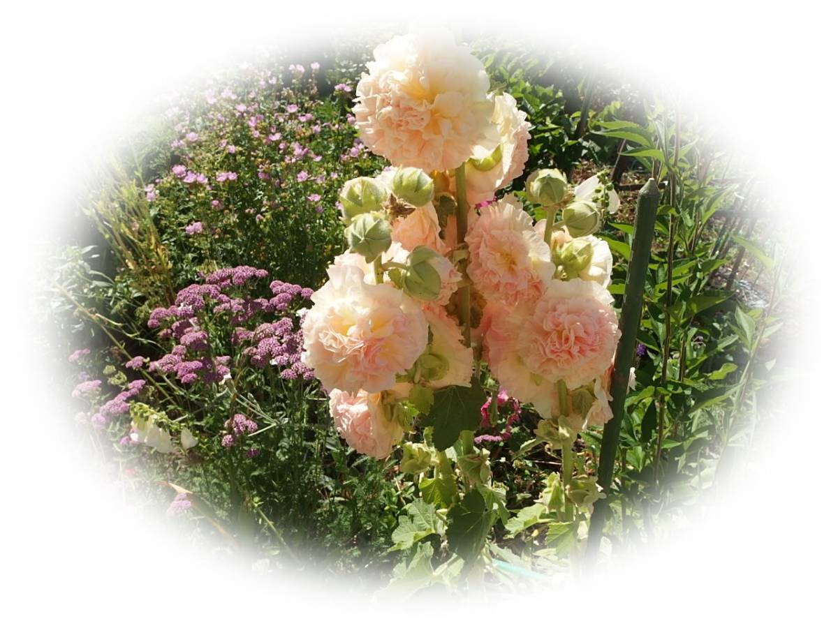 ホリホック 　シャモイローズ　20粒　立葵　たちあおい　5年自家採取　花が大好き_画像4
