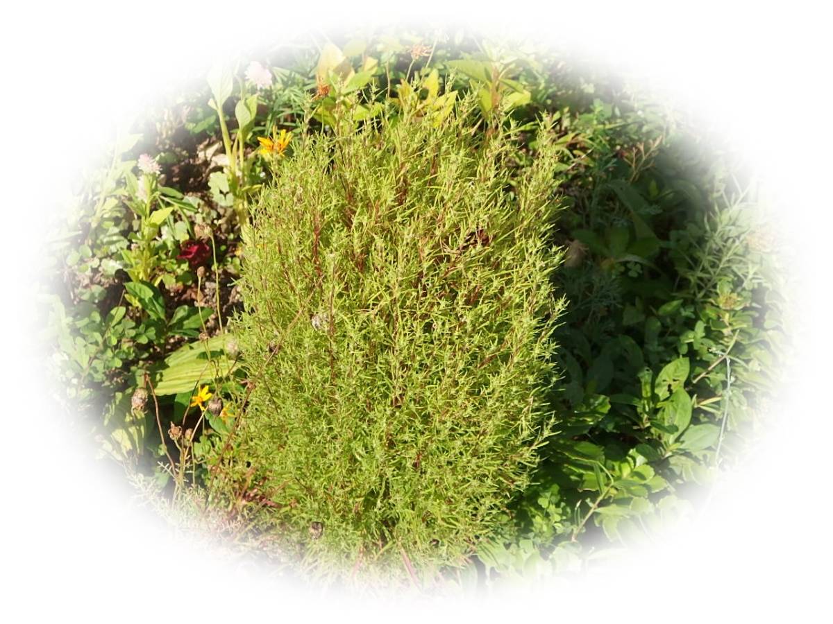 コキア 15粒 ほうき草 帚木 ほうきぐさ カラ―リーフとしても 5年自家採取  種 花が大好きの画像2