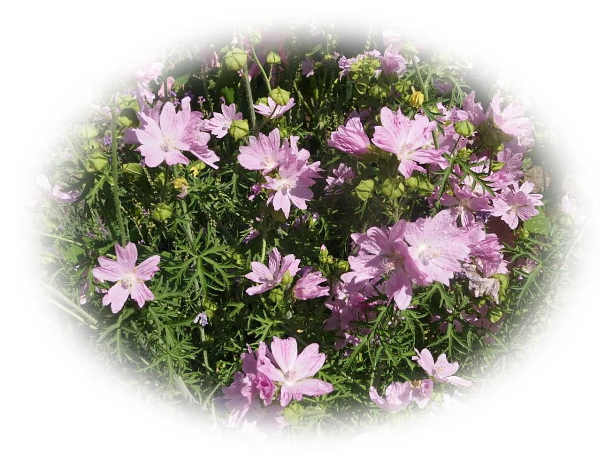 ムスクマロウ ピンク　ジャコウアオイ 宿根草ハーブ15粒　5年自家採取　種　花が大好き　_画像2
