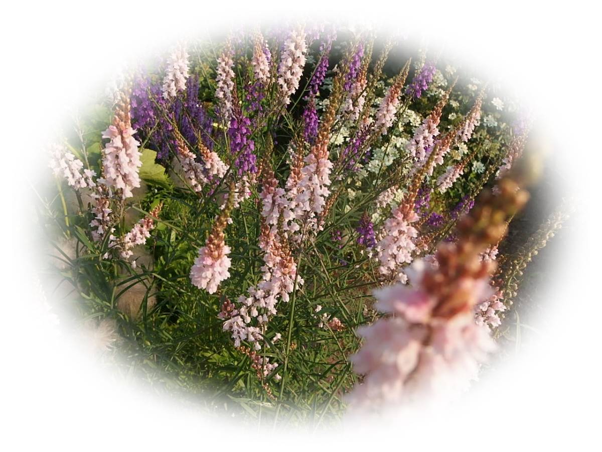 宿根リナリア ピンク　30粒　プルプレア　耐寒性多年草　種　花が大好き　5年自家採取_画像1