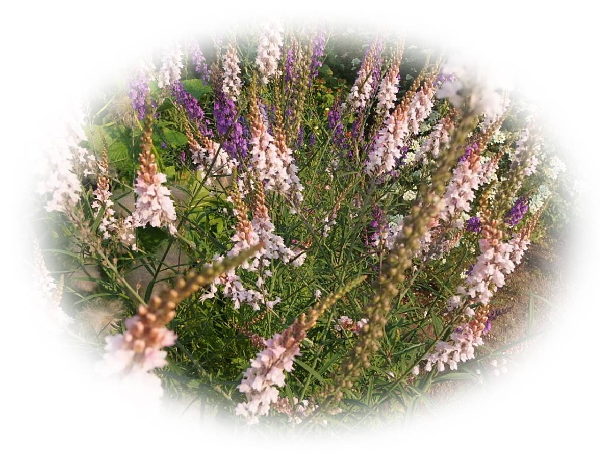 宿根リナリア ピンク　30粒　プルプレア　耐寒性多年草　種　花が大好き　5年自家採取_画像2