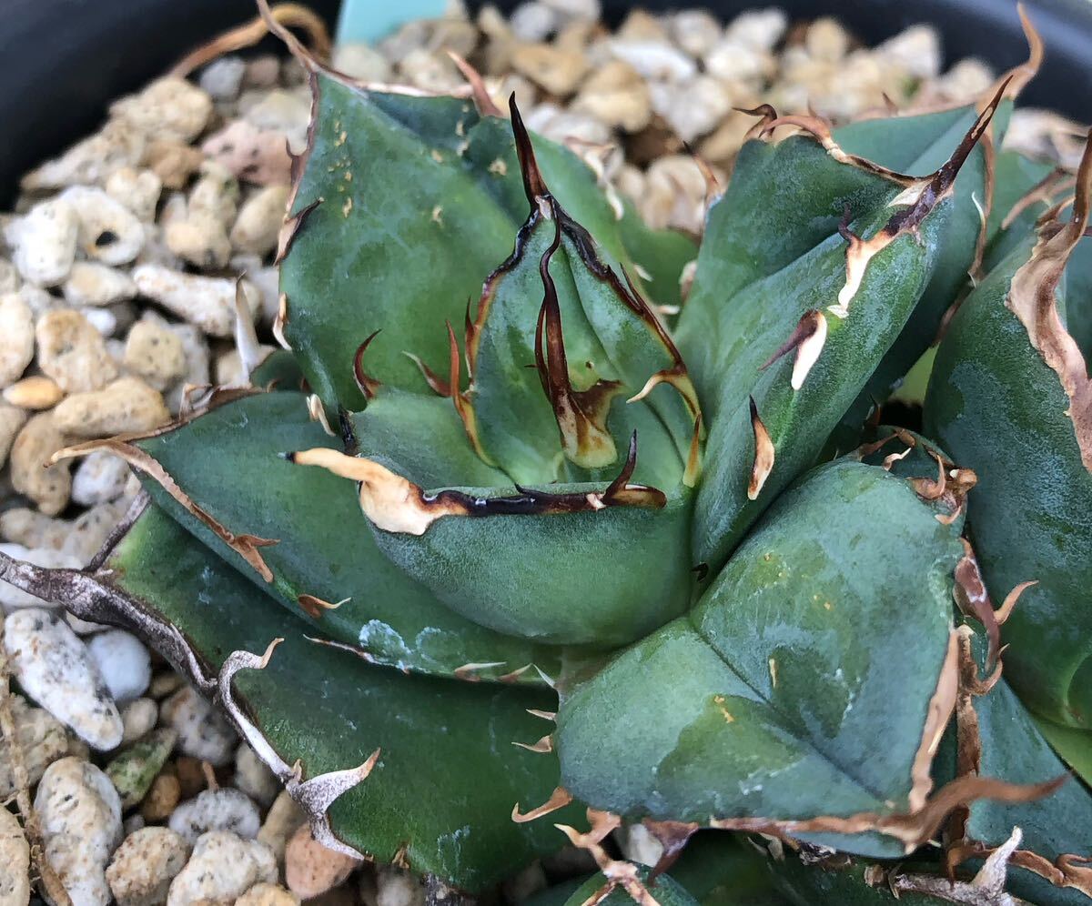 Agave titanota 'Hades' 恐竜牙歯 黒帝斯 アガベ チタノタ ハデス 子株 胴切子株 Hades ② 第四種送料無料の画像4