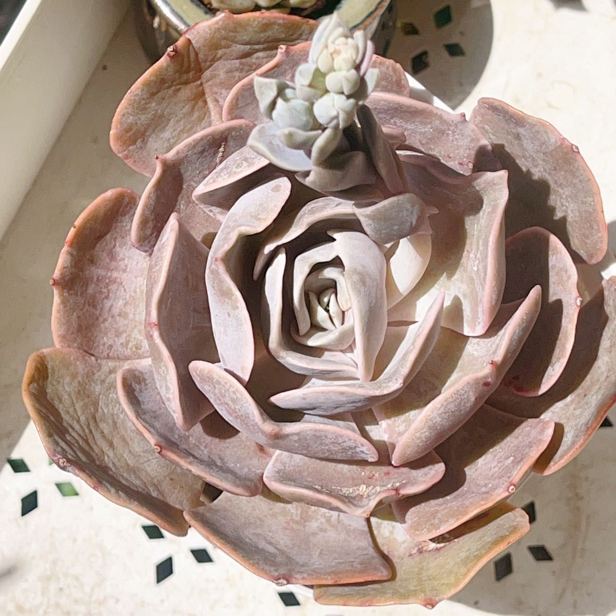 多肉植物 エケベリア 特大苗　雙子座 Echeveria 'Pollux'  抜き苗