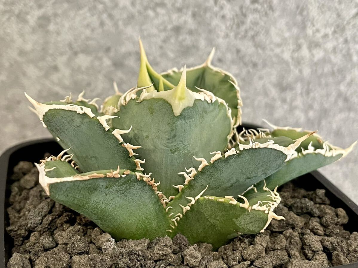 Agave Titanota 白毫刺 アガベ チタノタ 白豪刺 鉢ごと発送の画像6