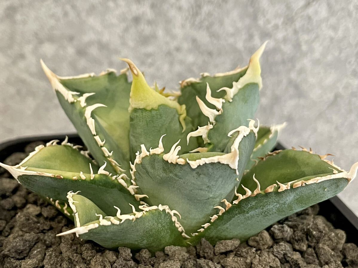 Agave Titanota 白毫刺 アガベ チタノタ 白豪刺 鉢ごと発送の画像5