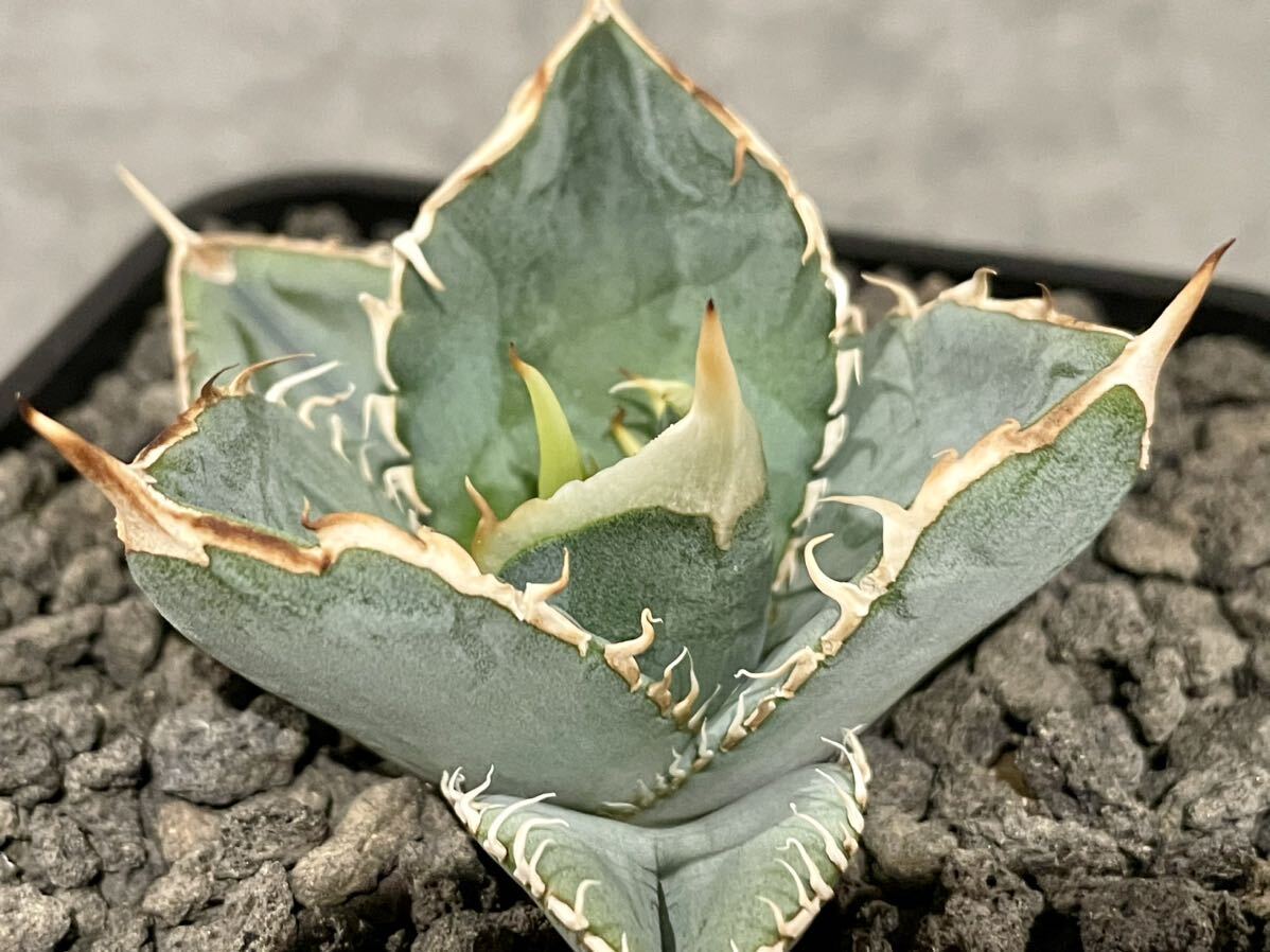 Agave Titanota Seeding アガベ チタノタ 実生 鉢ごと発送の画像3