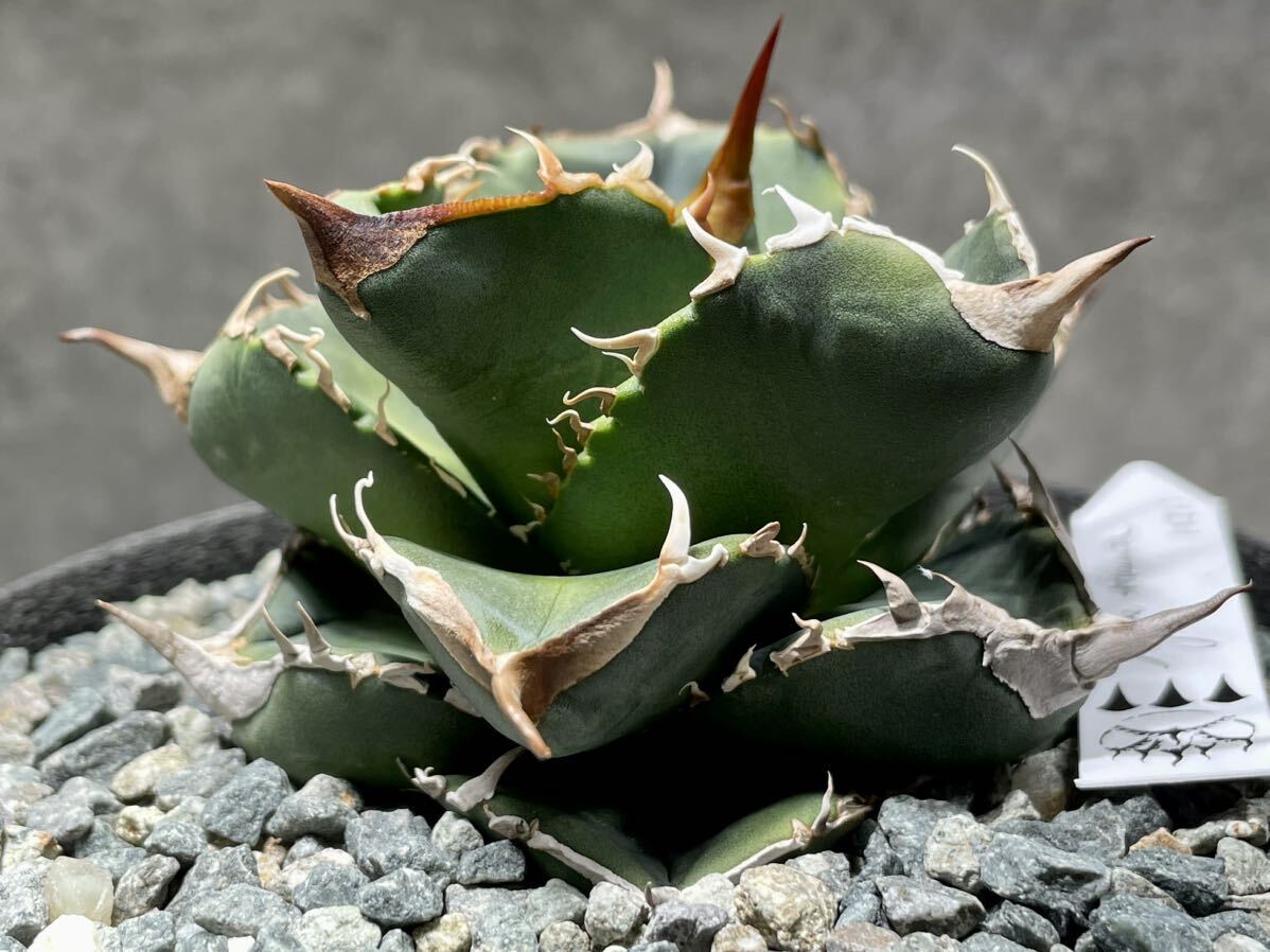 Agave titanota Dennis 051 アガベ チタノタ 発根活着済み の画像7