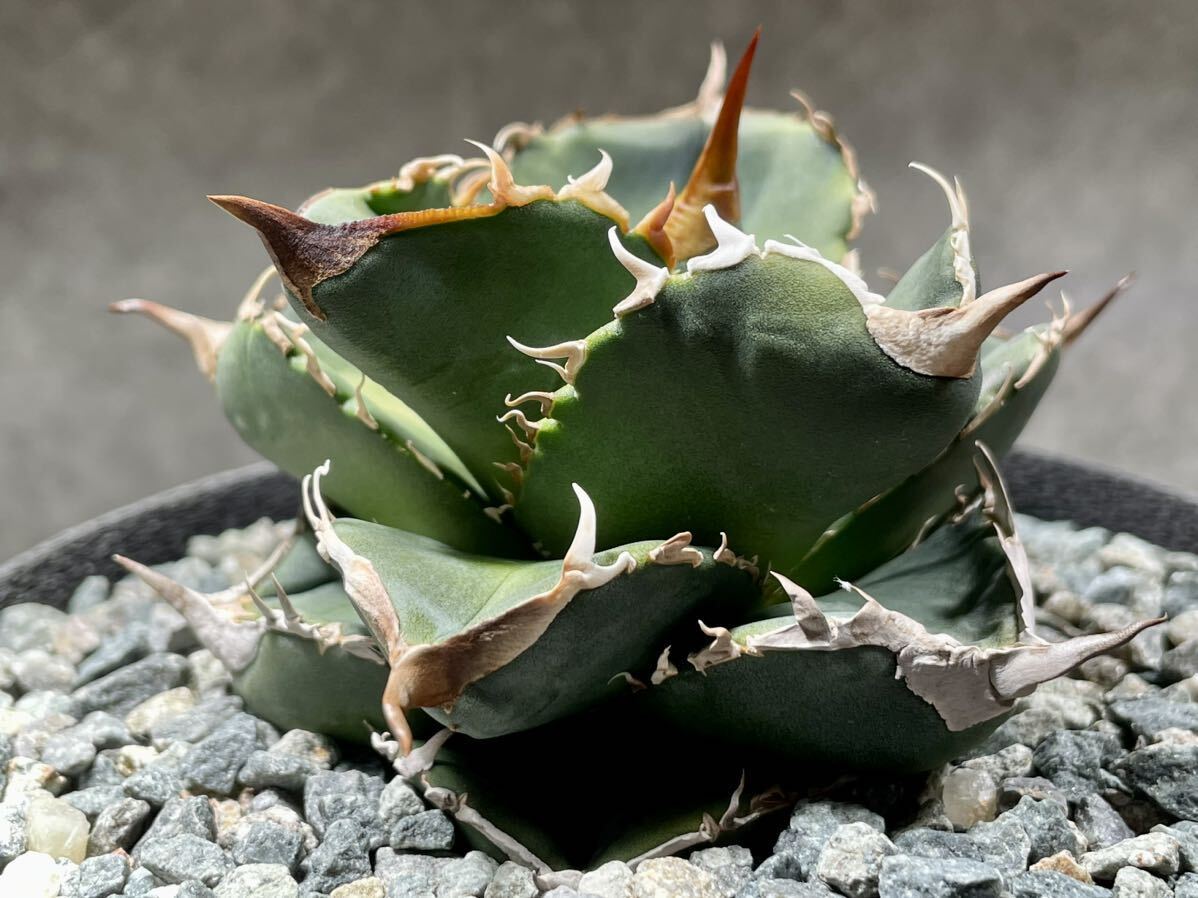 Agave titanota Dennis 051 アガベ チタノタ 発根活着済み の画像3