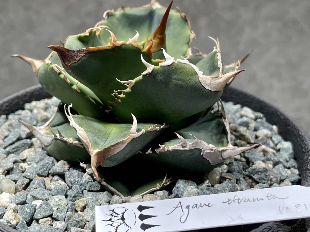 Agave titanota Dennis 051 アガベ チタノタ 発根活着済み の画像6