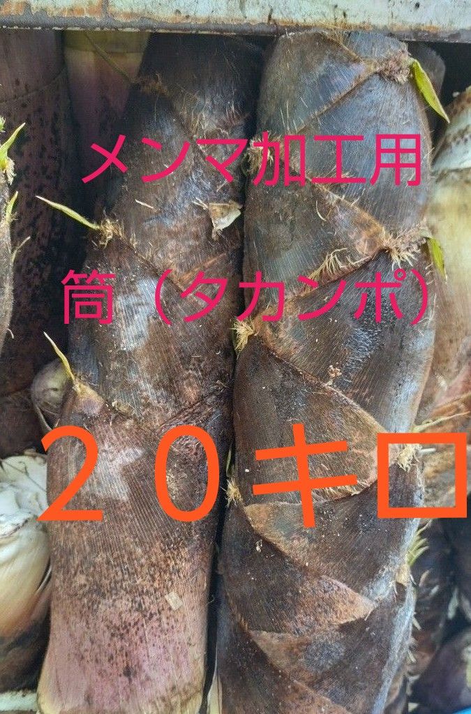 熊本県より　メンマ加工用　タカンポ　筒たけのこ　大量　２０キロ