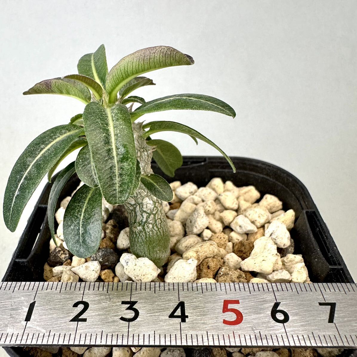 実生 タッキー パキポディウム Pachypodium ‘Tackyi’ コーデックス 塊根植物 親株縮葉 多肉植物 グラキリスの画像7