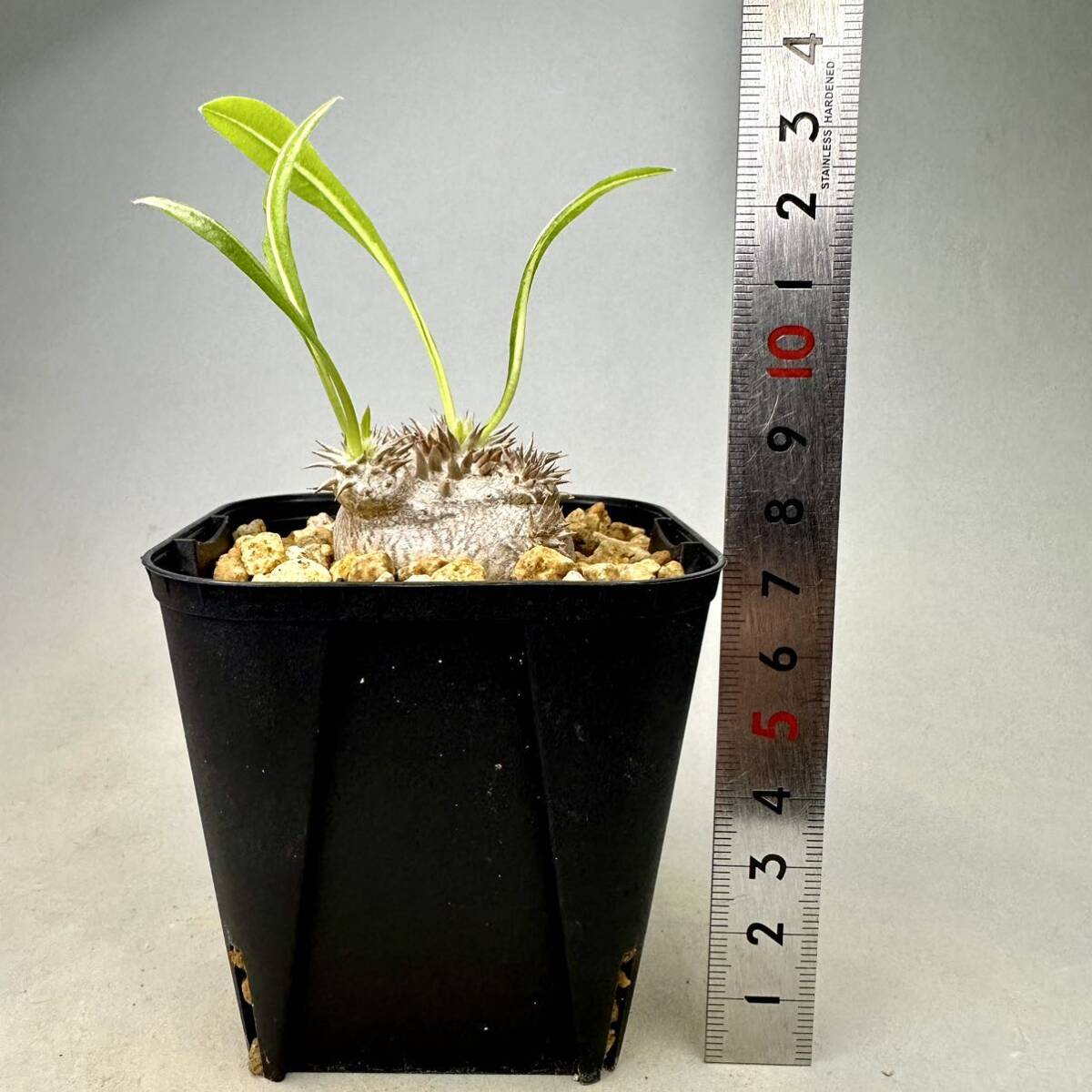 実生 恵比寿大黒 Pachypodium densicaule パキポディウム デンシカウレ 塊根植物 グラキリス 恵比寿笑いの画像8