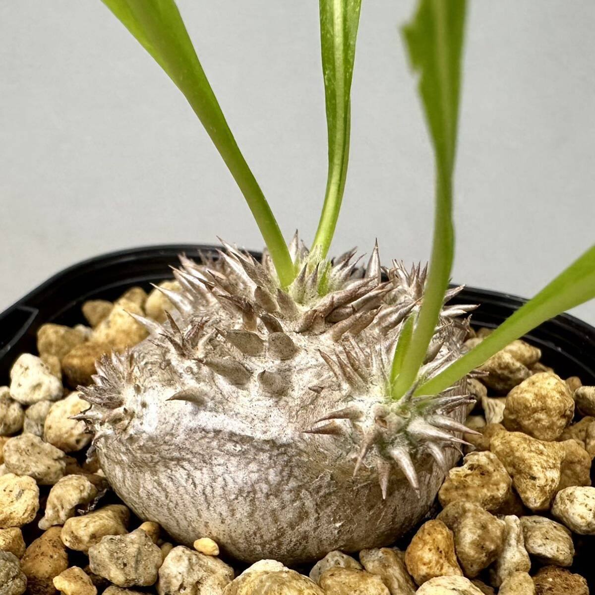 実生 恵比寿大黒 Pachypodium densicaule パキポディウム デンシカウレ 塊根植物 グラキリス 恵比寿笑いの画像3