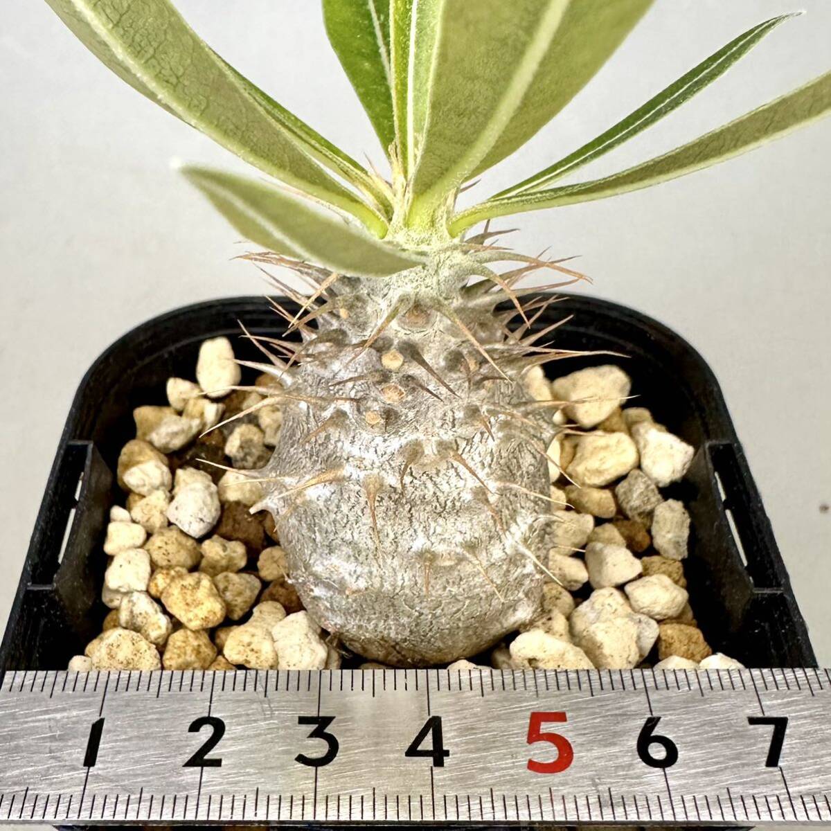 実生 グラキリス Pachypodium rosulatum var. gracilius パキポディウム コーデックス 塊根植物 多肉植物の画像6