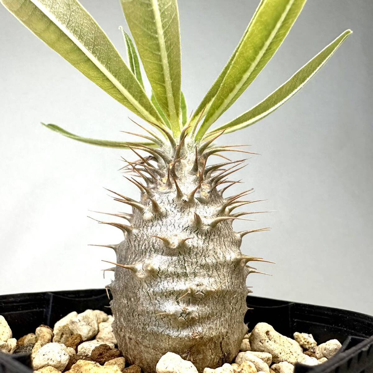 実生 グラキリス Pachypodium rosulatum var. gracilius パキポディウム コーデックス 塊根植物 多肉植物の画像2