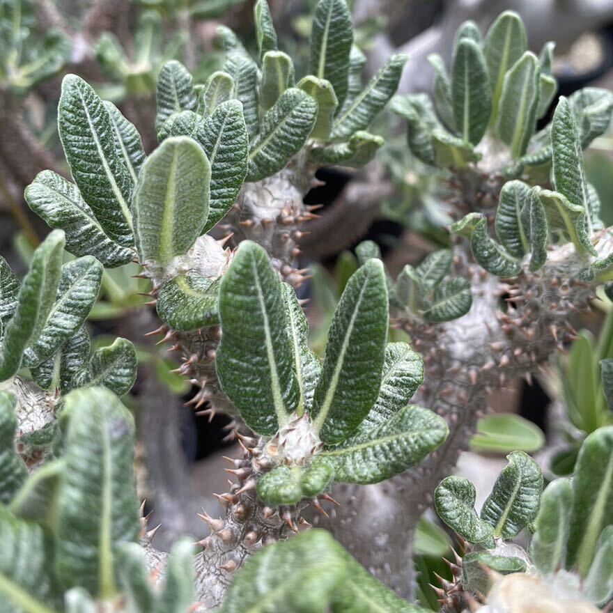 実生 タッキー パキポディウム Pachypodium ‘Tackyi’ コーデックス 塊根植物 親株縮葉 多肉植物 グラキリスの画像10