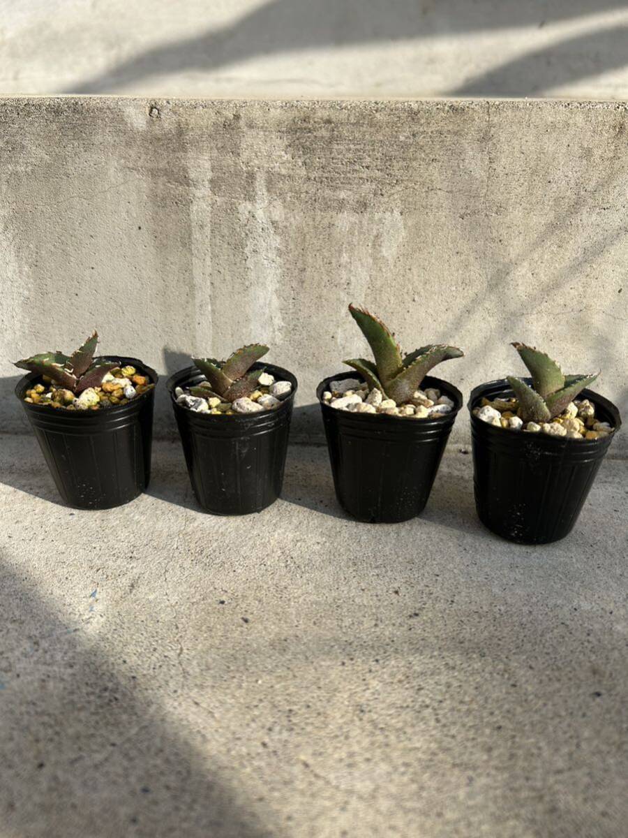 アガベ オテロイ 4株セット実生 1/多肉植物 観葉植物 チタノタ の画像1