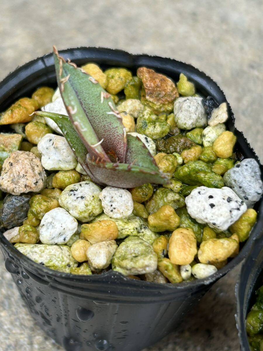 アガベ オテロイ 4株セット 実生 5/多肉植物 観葉植物 チタノタ の画像2