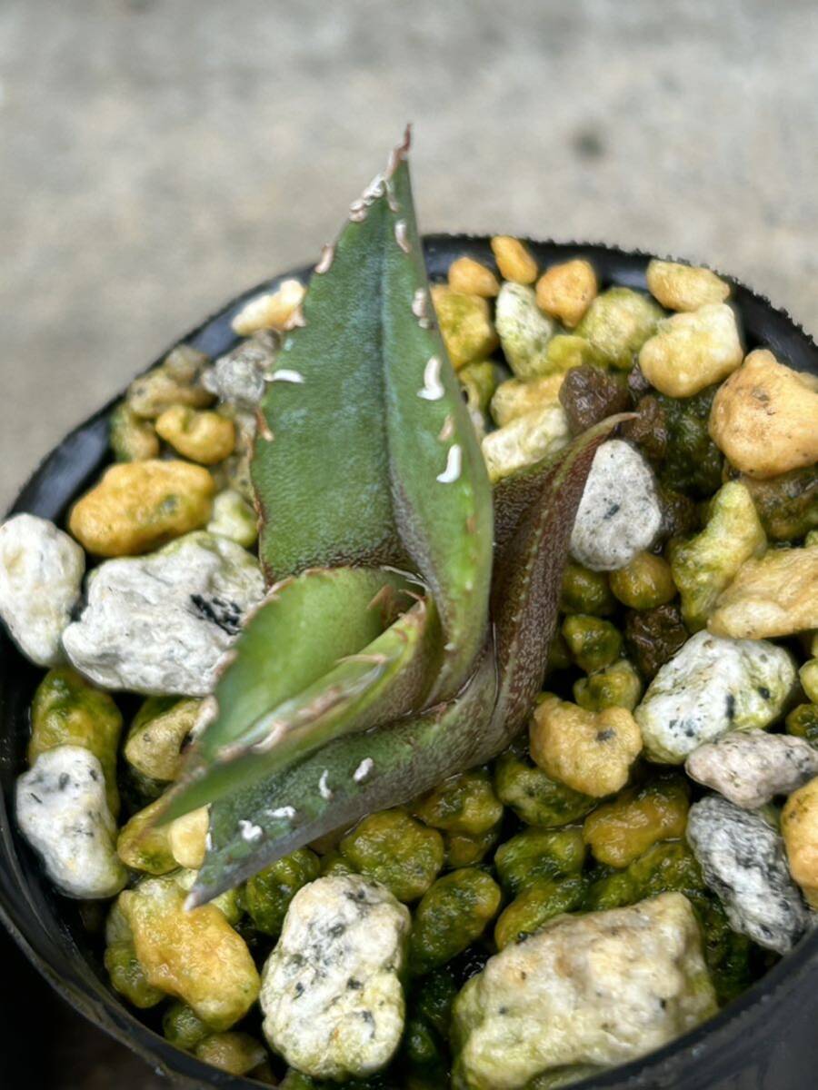 アガベ オテロイ 4株セット 実生 5/多肉植物 観葉植物 チタノタ の画像3
