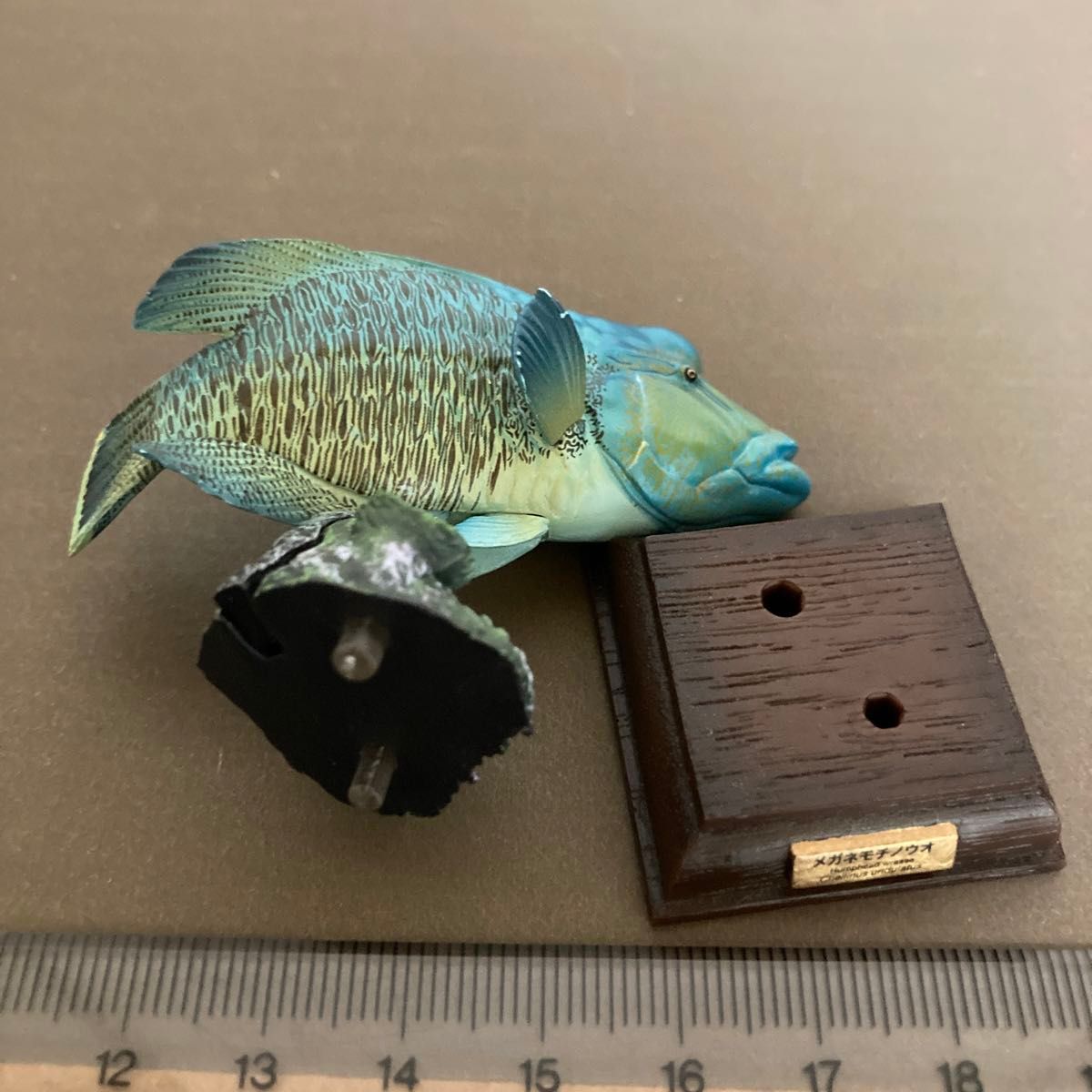 ネイチャーテクニカラー海洋メガネモチウオ|Yahoo!フリマ(旧 ネイチャーテクニカラー海洋メガネモチウオ|Yahoo!フリマ(旧