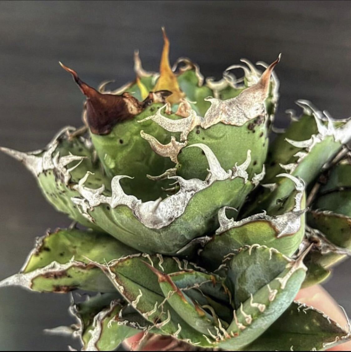 アガベ チタノタ 子株 Agave titanota | mana's green:塊根植