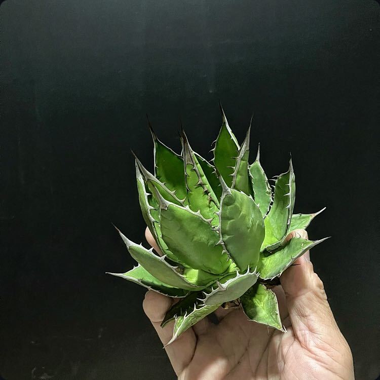 hp 33 agave Hori daosp rearing stock w approximately 13cm