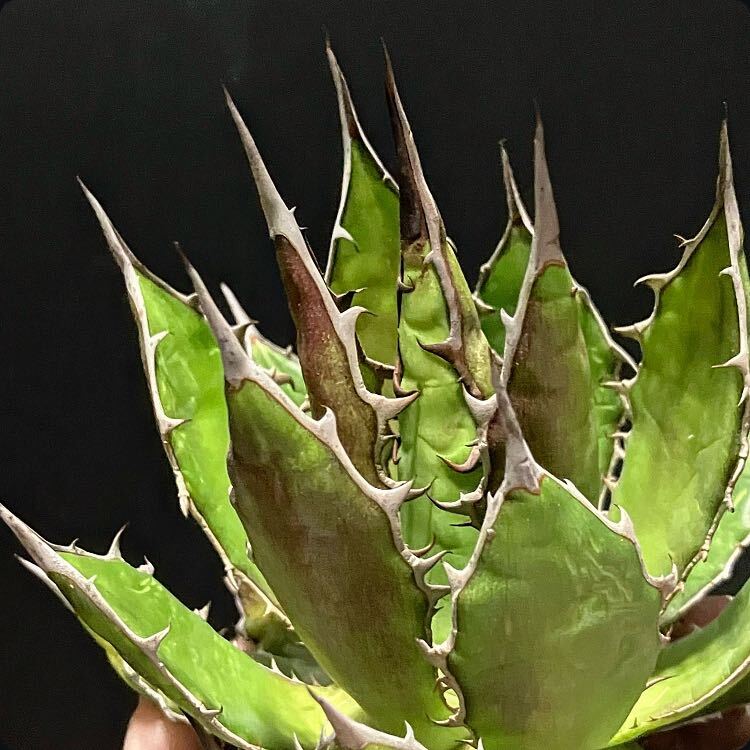 hp 110 agave Hori daosp rearing stock w approximately 11cm