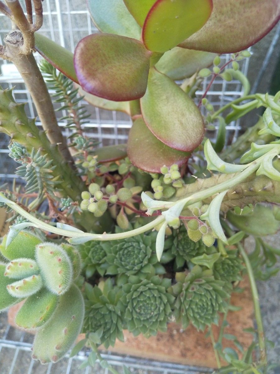 多肉植物 アエオニウムの黒法師×ガガイモの寄せ植え