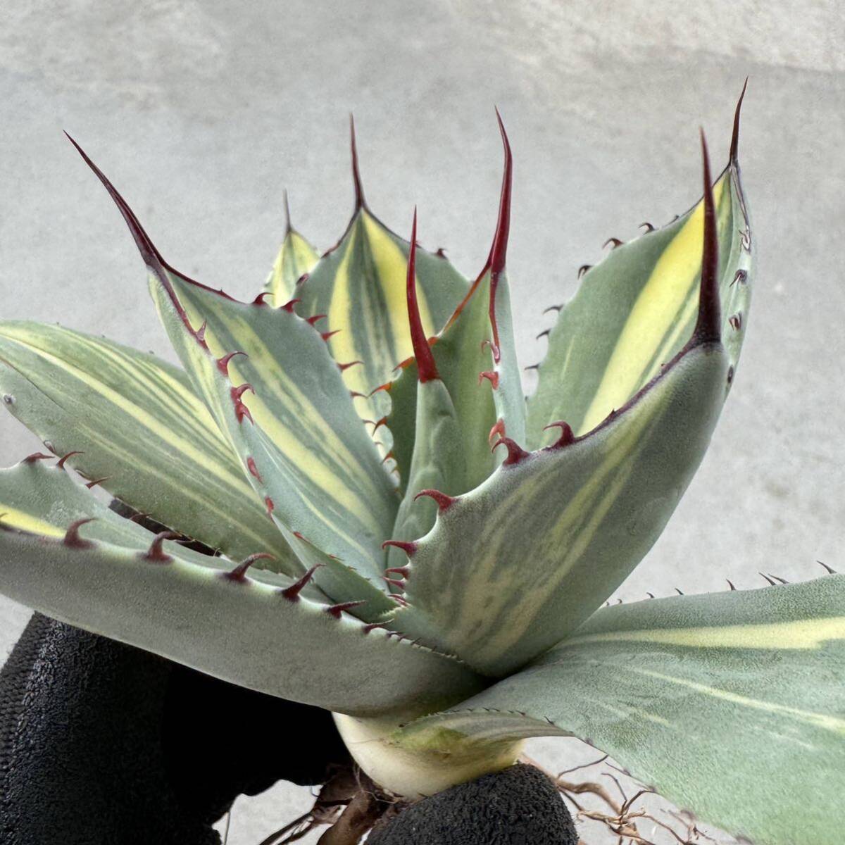 Uncle Sam - アガベ パリー トルンカーター “オスプレー”/ Agave parryi var. truncata “Osprey”の画像7