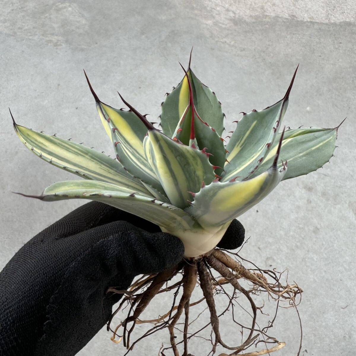 Uncle Sam - アガベ パリー トルンカーター “オスプレー”/ Agave parryi var. truncata “Osprey”の画像2